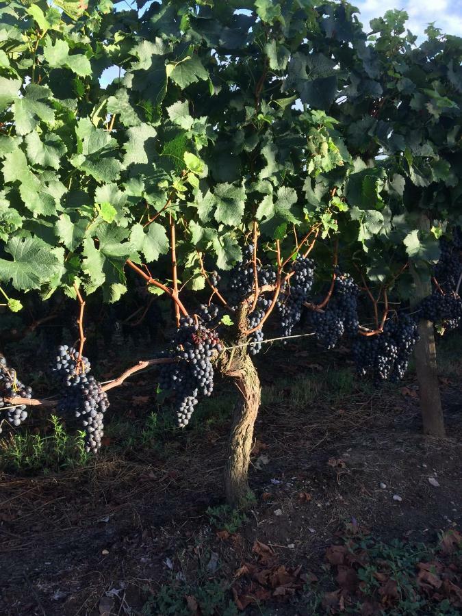 Au charmant des vignes Montagne  Extérieur photo